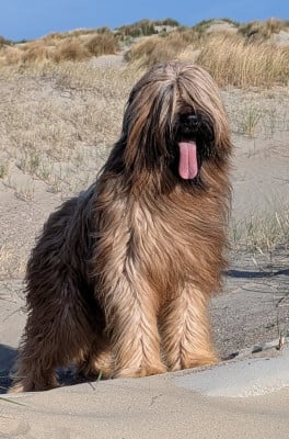 Étalon Berger de Brie - Gift of fate moravia campanella