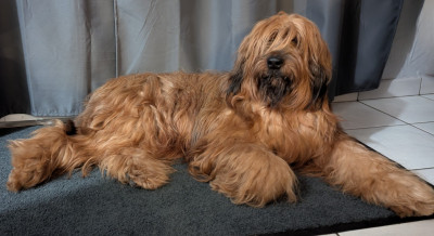 Étalon Berger de Brie - Rachel du domaine de brun's