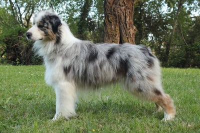 Étalon Berger Australien - Grey chrystal light