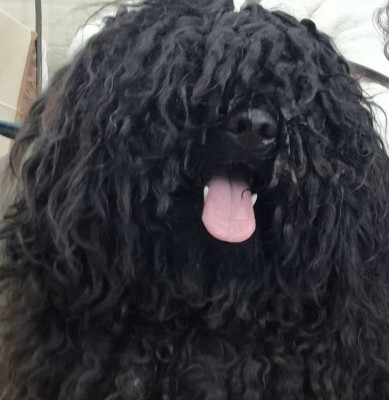 Étalon Puli - CH. Natty Dreadlocks Vezér