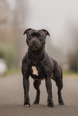 Étalon Staffordshire Bull Terrier - Under your spell Of Stafford Edition