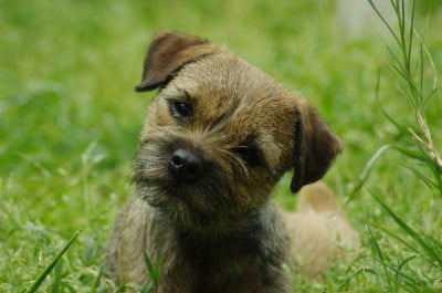 Étalon Border Terrier - Aiga Viva Vé la