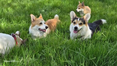 Étalon Welsh Corgi Pembroke - Archibald des salines de Goupil