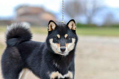 Étalon Shiba - Aishiteru kiko Domaine Des Sept Loups