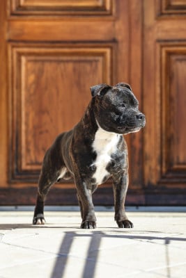 Étalon Staffordshire Bull Terrier - Aston Martin of Spirit Wolf Addict