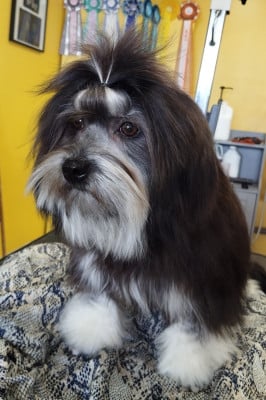 Étalon Petit chien lion - Ardente destinée des P'Tites Obsessions