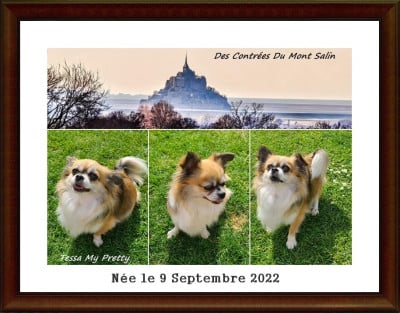 Étalon Chihuahua - Tessa my pretty Des Contrees Du Mont Salin