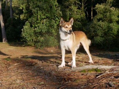 Étalon Chien norvegien de macareux - CH. lundetuftens Haukur hrafnirson