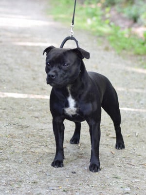 Étalon Staffordshire Bull Terrier - Pome's World Aloha sweet extravagancy