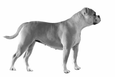 Étalon Bulldog continental - Antoinette De la landerie