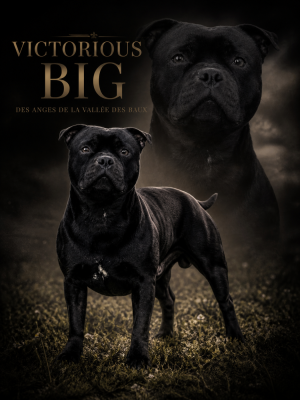 Étalon Staffordshire Bull Terrier - Victorious big Des Anges De La Vallee Des Baux}