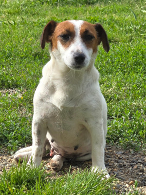 Étalon Jack Russell Terrier - Violette Du Clos Des Loutres