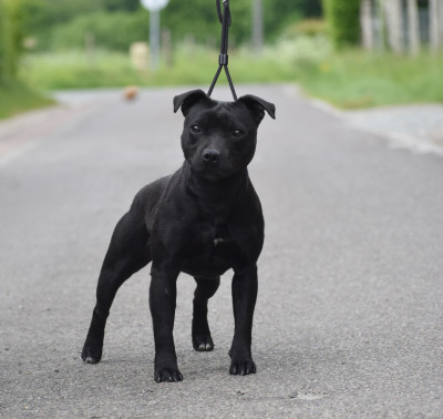 Étalon Staffordshire Bull Terrier - Skillstaff Abracadabra