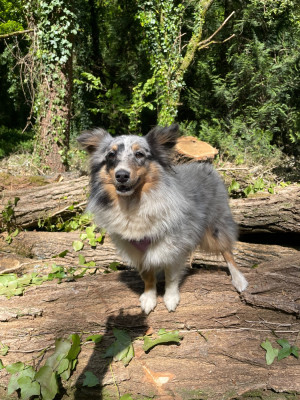 Étalon Shetland Sheepdog - Atomic Aquali Du Jardin D'aouregan