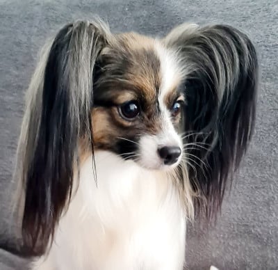 Étalon Epagneul nain Continental (Papillon) - Ivana camélia nera