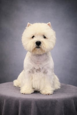 Étalon West Highland White Terrier - CH. Quentin's Touch Victor new man