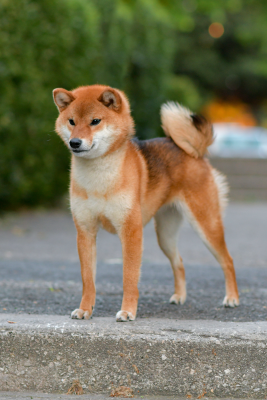 Étalon Shiba - Muryokusho Vellar arya bjartlamina