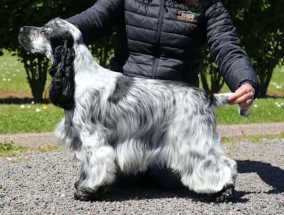 Étalon Cocker Spaniel Anglais - Armani giorgio of Never Say Goodbye