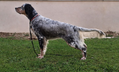 Étalon Setter Anglais - April De La Source De Salbart