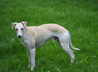 Étalon Whippet - Vitus Du Haras Eclair Horside'whip