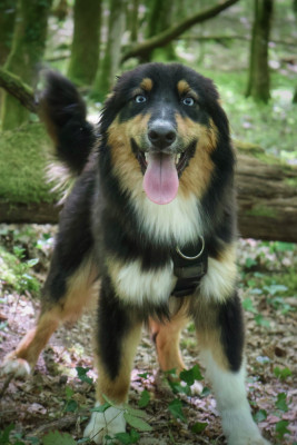 Étalon Berger Australien - Scooby Des Highlands Du Sud