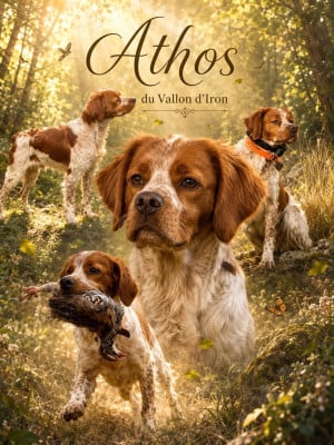 Étalon Epagneul Breton - Athos Du Vallon D'Iron