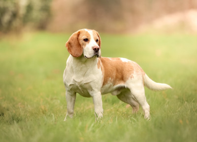 Étalon Beagle - Vmax de la vallée Caid