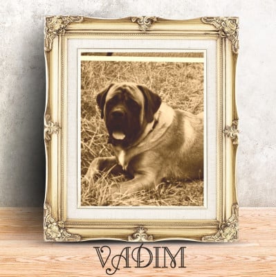 Étalon Mastiff - Vadim des Mastiffs d'Enfer