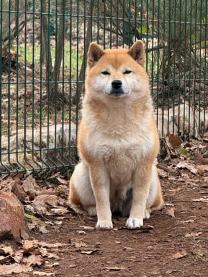 Étalon Shiba - Saïka de dame nature