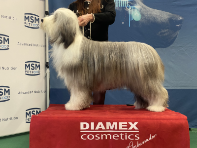 Étalon Bearded Collie - Anastasia de Chester