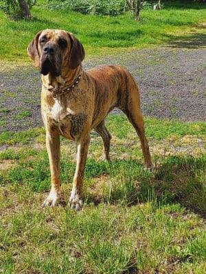 Étalon Dogue allemand - Vvilhelmina maria de la Benjamine