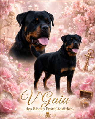Étalon Rottweiler - V'gaia Des Blacks Pearls Addiction