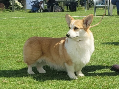 Étalon Welsh Corgi Pembroke - So sweet du clos d'Arlequin