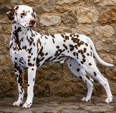 Étalon Dalmatien - CH. nel costadi Babylon's hanging gardens
