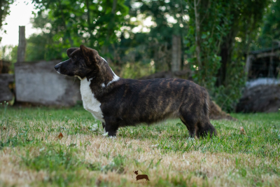 Étalon Welsh Corgi Cardigan - Vakuna De La Légende D'Indiana