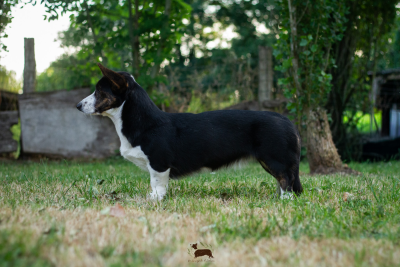 Étalon Welsh Corgi Cardigan - Venus dit "Vaïna" De La Légende D'Indiana