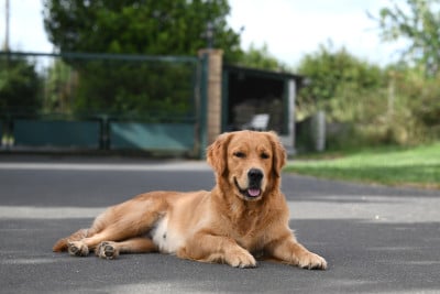 Étalon Golden Retriever - Viva la Vida Eole De Miel et d'Or