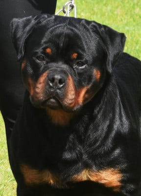 Étalon Rottweiler - Viktor krum Vom Owane's Paradise