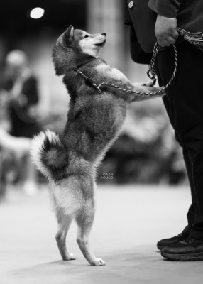 Étalon Shiba - Athena the wise warrior De La Perle Des Quatre Ames
