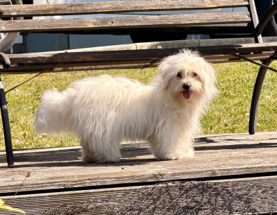 Étalon Coton de Tulear - Analamanga Cotton Smile Vynka