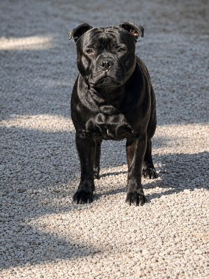 Étalon Staffordshire Bull Terrier - Victorious big Des Anges De La Vallee Des Baux}