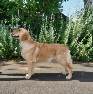 Étalon Golden Retriever - Are you ready to go seven Du Val Chantellois