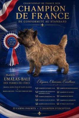 Étalon Cairn Terrier - CH. Umalas bali des terres de cérès Des Terres De Cérès