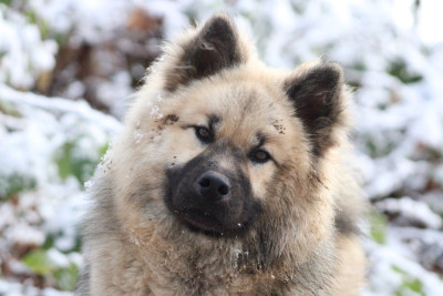 Étalon Eurasier - Adoria dea olympe (Sans Affixe)