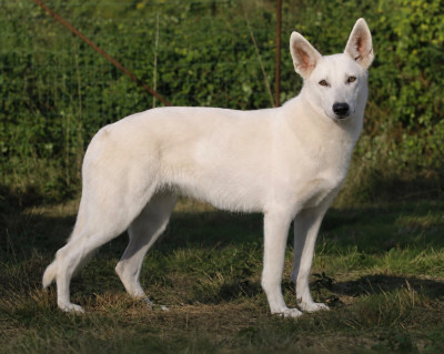 Étalon Berger Blanc Suisse - Véloce « Nikita » des terres de skoll et hati