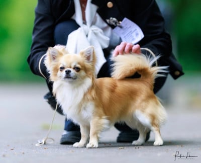 Étalon Chihuahua - CH. Sweet Little Cherry Versace