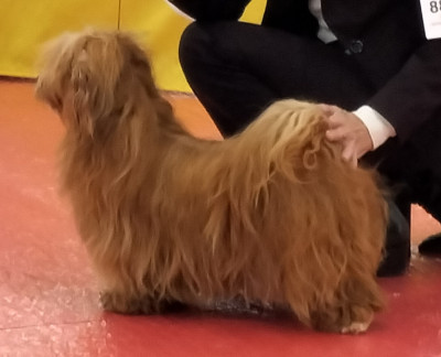 Étalon Bichon Havanais - dream-puppies Xtreme sweet spicy