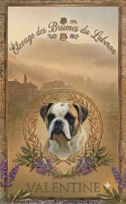 Étalon Bulldog continental - Valentine Des Brumes Du Luberon