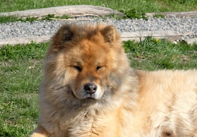Étalon Eurasier - Vinyl tok'reese Du Royaume D'ebène
