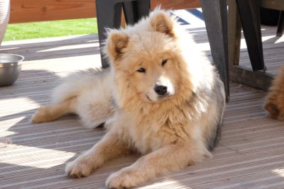 Étalon Eurasier - Ayla Des Terres Vagabondes
